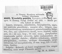 Image of Trochila pusilla